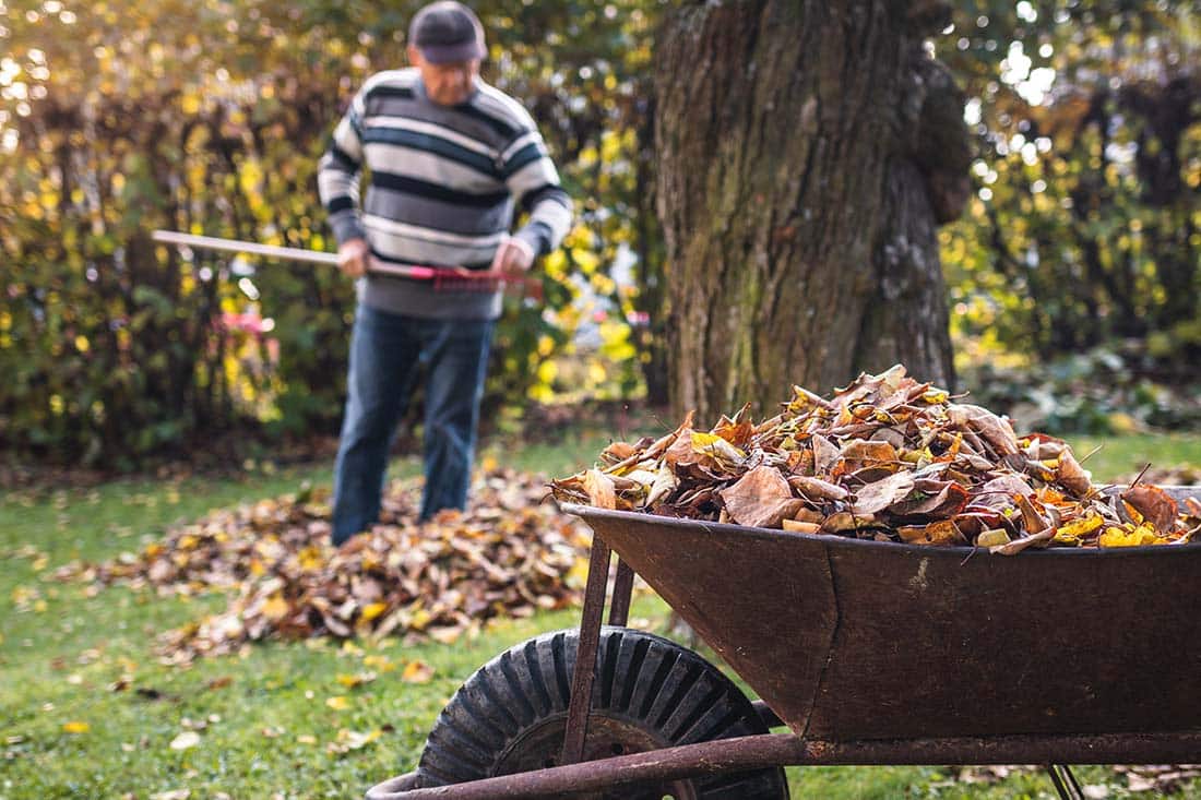Senior male raking leaves in fall