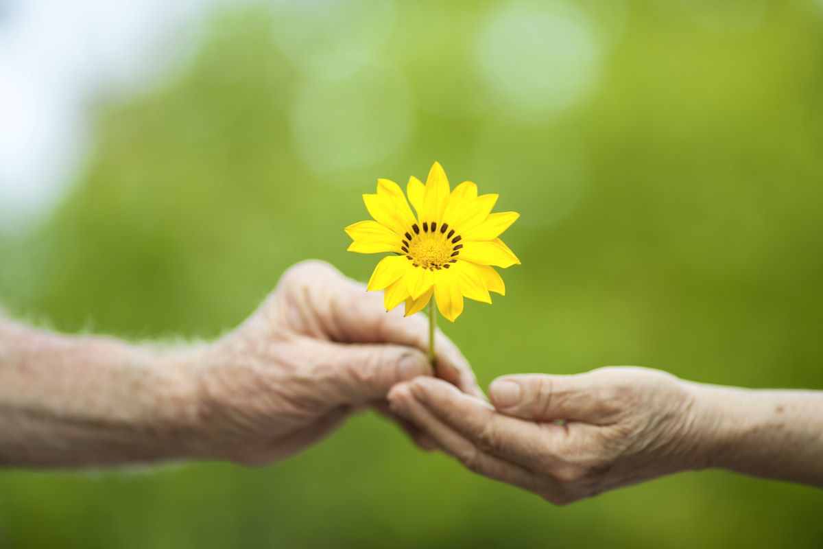 Image of two hands and a yellow flower between them